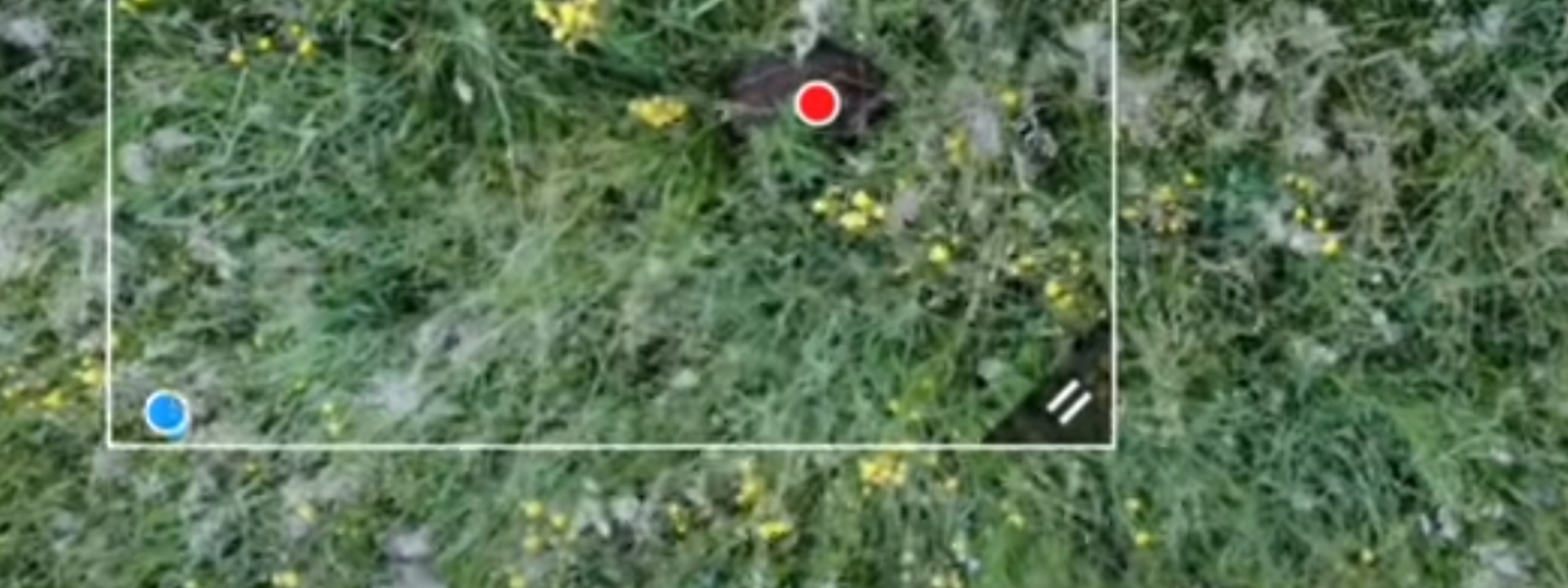 HĽADANIE, KONTROLA A ZÁCHRANA DIVÝCH ZVIERAT, SRNČIAT